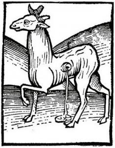 musk deer illustration (wiki)