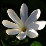 tahitian_gardenia