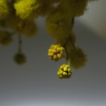 mimosa  flowers perfume