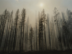 raymond-gehman-a-lodgepole-pine-forest-smoulders-after-a-fire