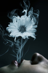 smoke flower