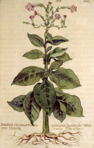 tobacco in perfumery  tobacco plant