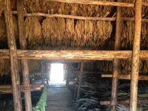 tobacco-shed