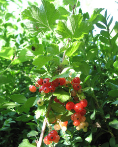 French berries (groseilles)