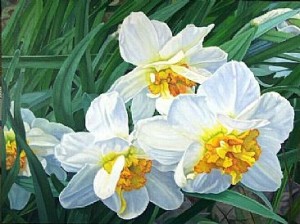 Narcissus by Harlan