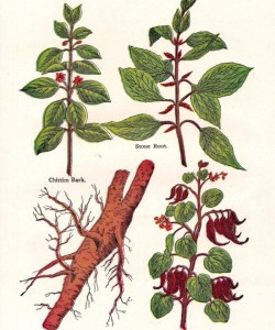 sandalwood healing plant sandalwood root 1907 edwardian herbalist chart