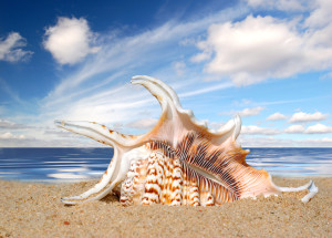 23589-beach-sand-and-shells
