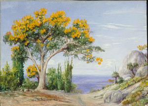 Study of the West Australian Fire Tree by Marianne North