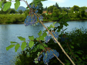 grapes on the willamette
