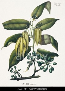 Uvaria odorata ylang ylang tree