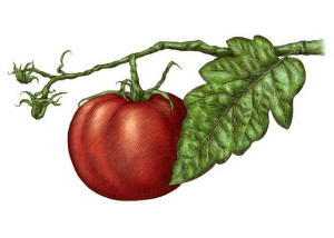 Tomato on the vine-Steven Noble