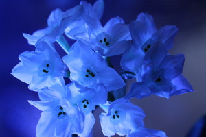 blue lit narcissus