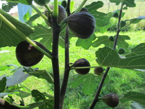 fig-leaves-and-fruits-tina-wenger