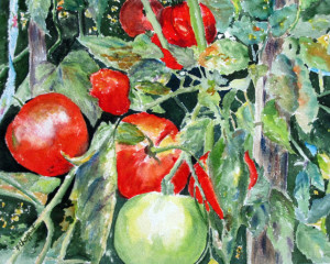 toms tomatos by pat choffrut