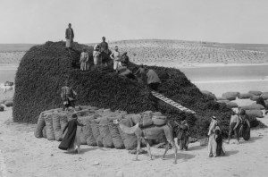 Syrian traders with a pile of liquorice roots