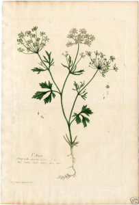 anise botanical print