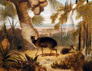 William_Daniell_-_Musk_Deer,_And_Birds_Of_Paradise
