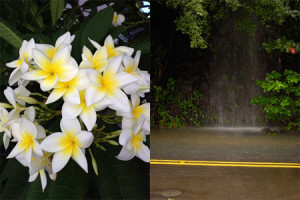 hawaii flowers