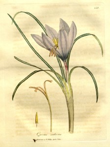 Crocus sativus saffron