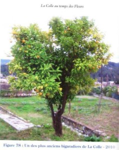 au pays de la fleur d'oranger bitter orange tree  over 100 years old