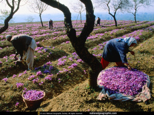saffron-field india 1999 national geographic