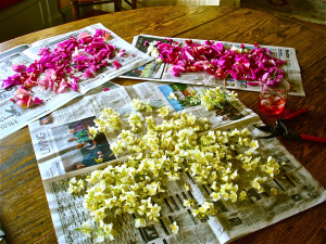 Preparing rose and philadelphus petals for tincturing