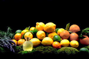 arqusite-letrog-acqua perfume  citron
