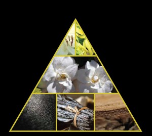 gardenia de robert piguet  olfactive pyramid