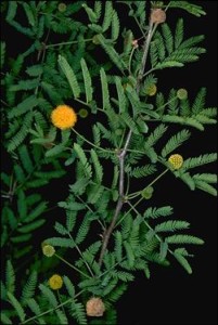 mimosa perfume thorny leaves acacia tree cafleruebon