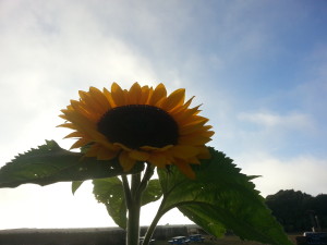  sunflower photo