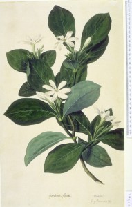 Gardenia taitensis, aka  Tahitian Gardenia or Tiare Flower botanical print