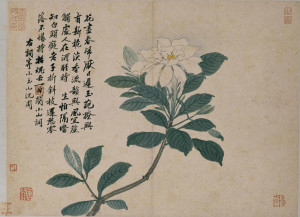 Shen Zhou Gardenia