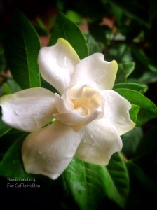 gardenia  perfume photo cafleurebon
