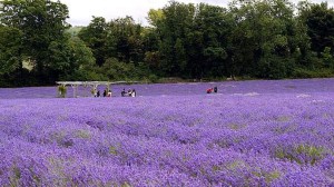 surrey lavender field