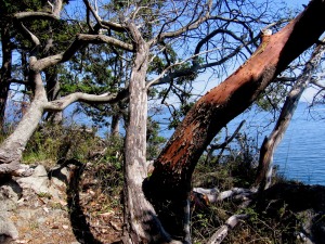 Madrone  tree live and dead