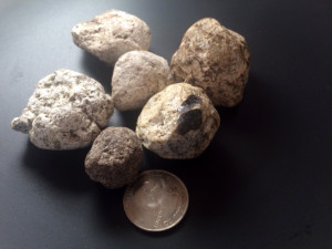 wholeambergris