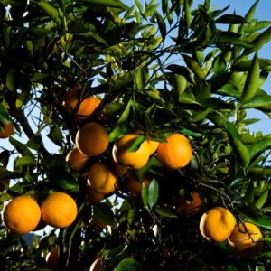 osmotheque bitter orange tree