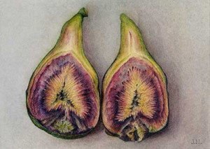 painting of fig