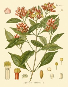 botanical print clove