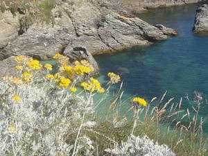 immortelle flowers  mediterranean sea