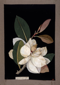 mary delany jasmine paper collage