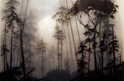 Brooks Salzwedel - forest
