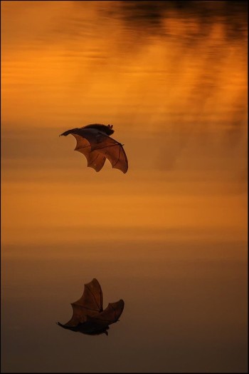 Flying Bat by Kai Horman