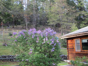 cabin with flowers beautiful