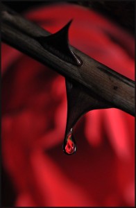 rose blood thorn