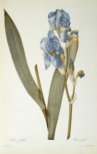 Iris Pallida by Pierre Joseph Redoute  print