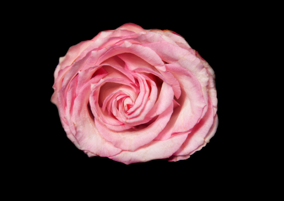 beautiful  pink rose photo Tal Shpantzer for CaFleureBon