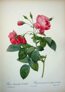 Pierre Redoute Roses Flowers Rosa Reclinata Flore Multiplici Pink
