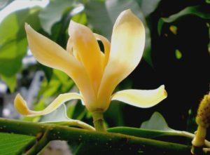 champaca flower