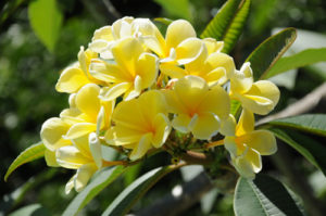golden frangipani  cafleurebon